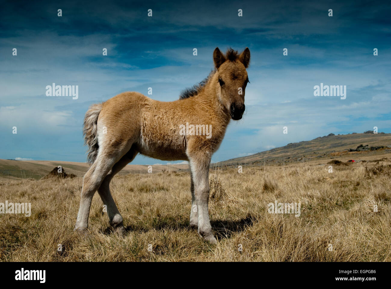 Hackney Pony High Resolution Stock Photography And Images Alamy Hackney Pony High Resolution Stock Photography And Images Alamy