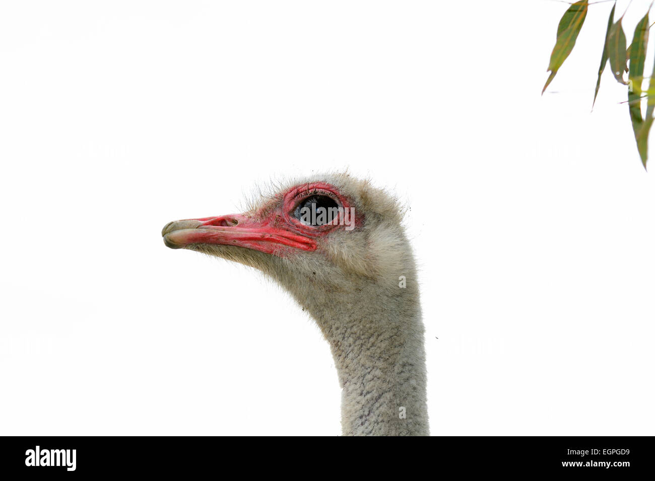 A front head portrait of an African Ostrich with funny expression in the  face watching other ostriches and wildlife in a game re Stock Photo - Alamy
