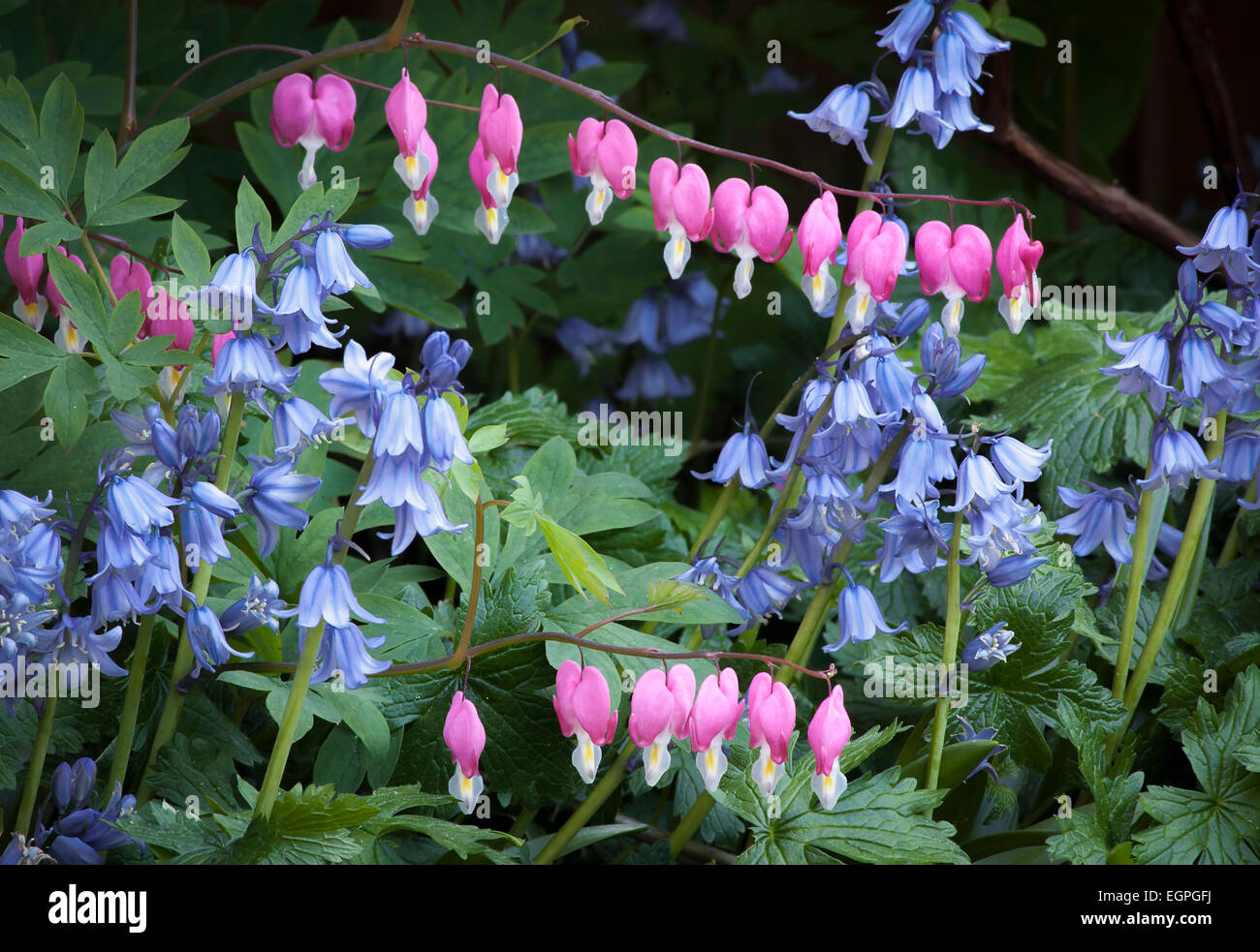 Bleeding heart, Lamprocapnos spectabilis, Two stems of heart shaped flowers hanging gracefully above several stems of Spanish bluebell flowers, Hyacinthoides hispanica, Both are shade tolerant plants. Stock Photo