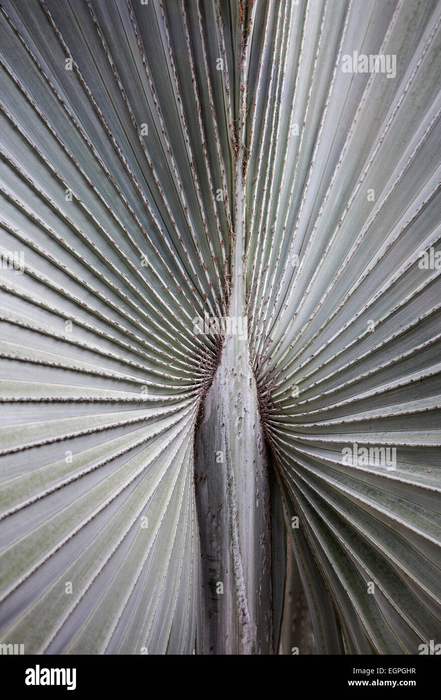 A silver grey Fan palm cultivar, Close view of the ribs radiating out from the centre, Shot in Vietnam. Stock Photo