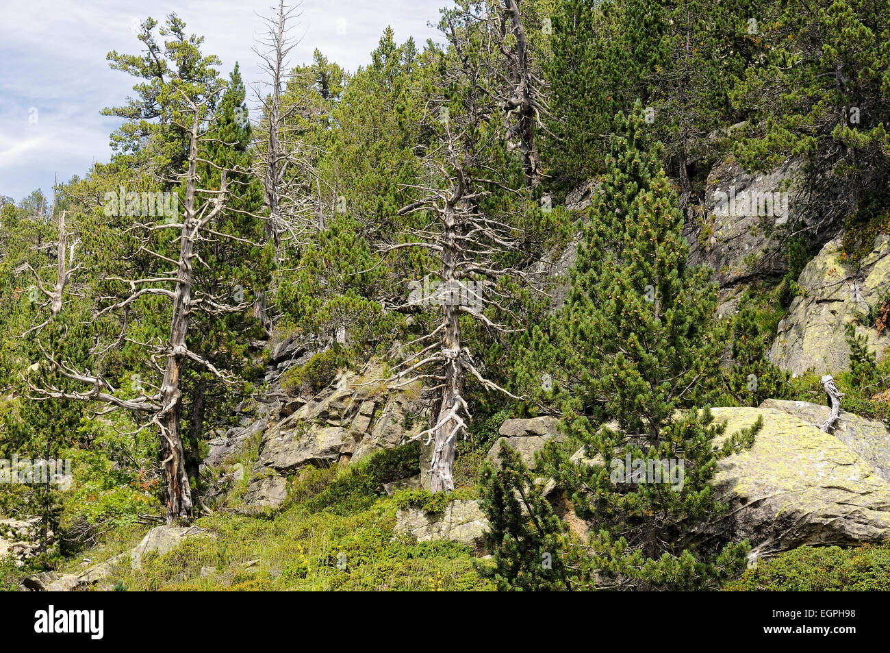 View of alpine forest. Néouvielle massif National Reserve. Hautes Pyrenees. France. Stock Photo