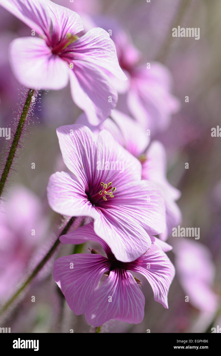 Madeira cranesbill, Geranium Maderense, Side view of several mauve