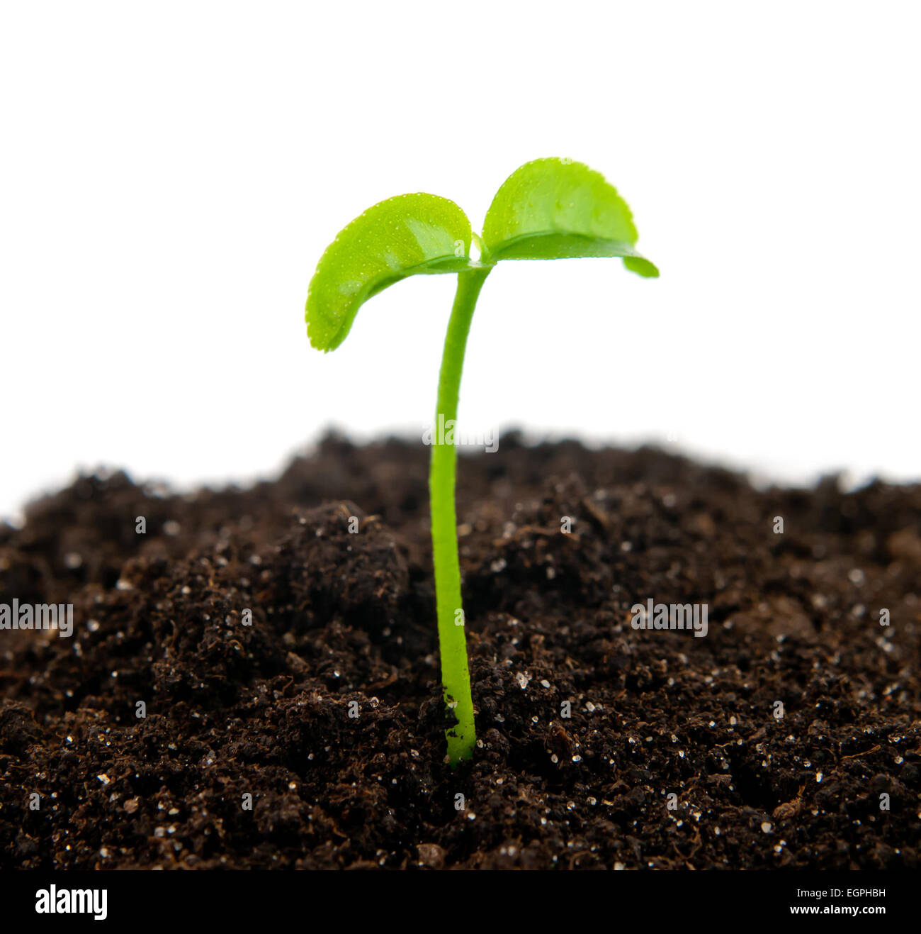 green plant on isolated white background Stock Photo - Alamy