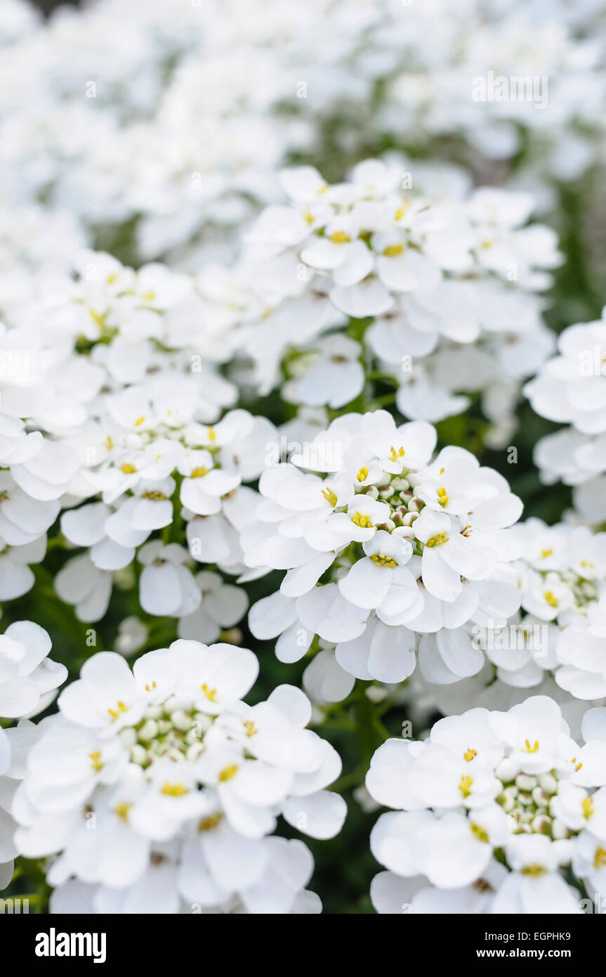 Perennial candytuft, iberis sempervirens, Top view of a mass of whie flowers. Stock Photo
