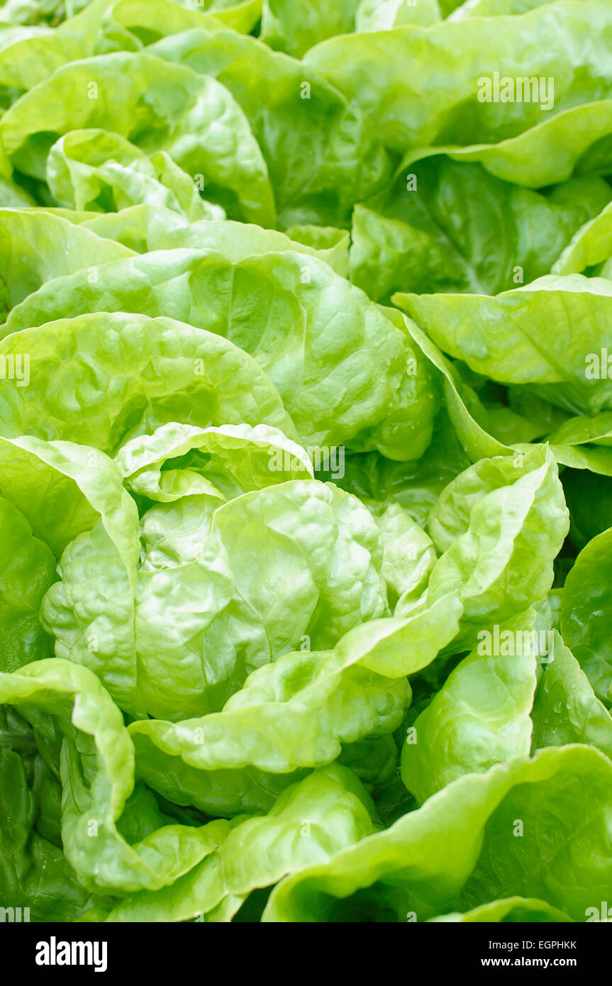 Butterhead lettuce, Lactuca sativa ' Imperial Winter', Top view of a few heads of lettuce close