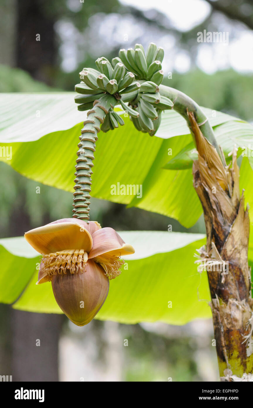 Japanese banana, Musa basjoo, Side view of one brown flower hanging down below bunches of green