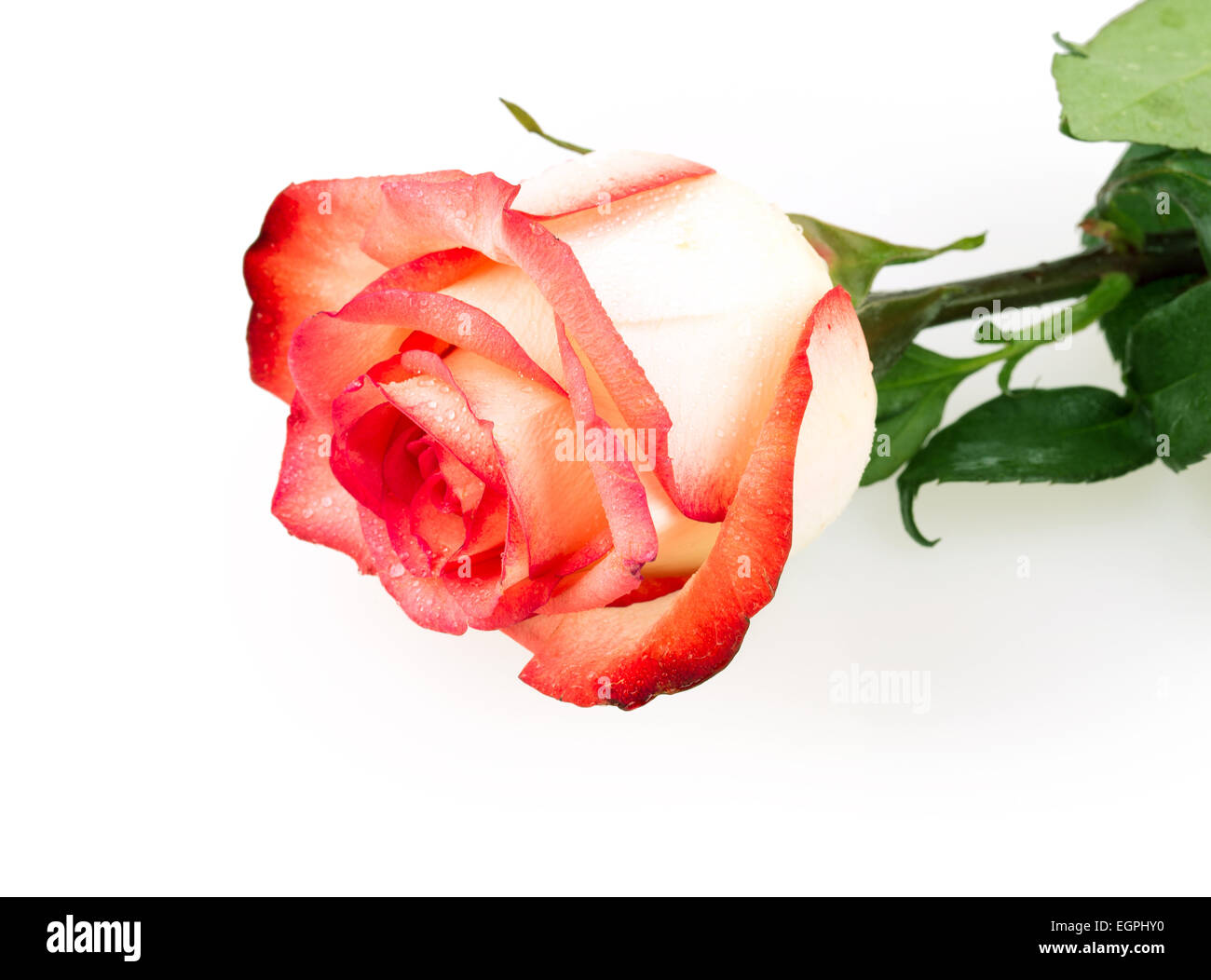 rose flower isolated on white background Stock Photo - Alamy