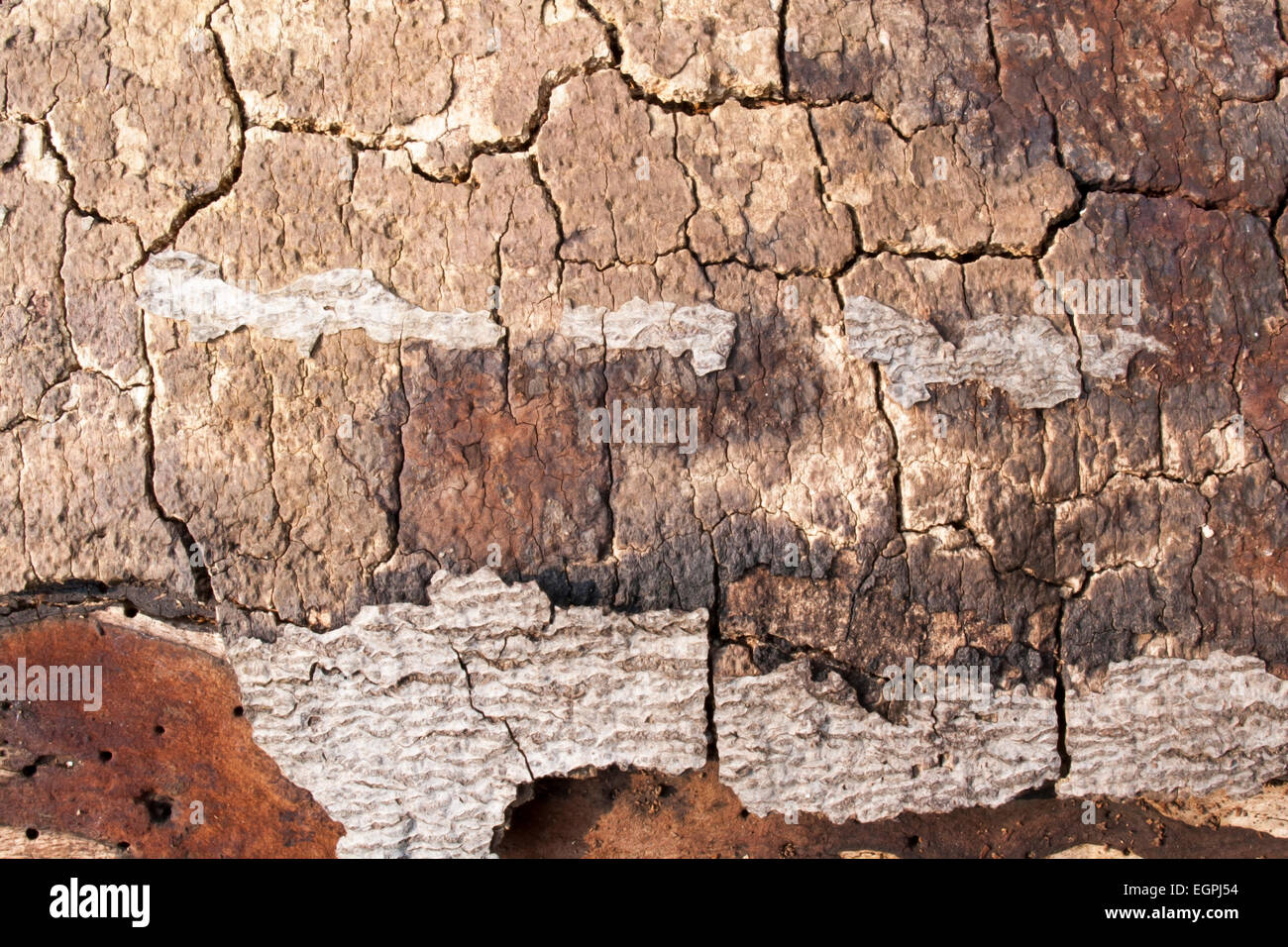 Anglo saxon earthwork, cambridgeshire hi-res stock photography and ...