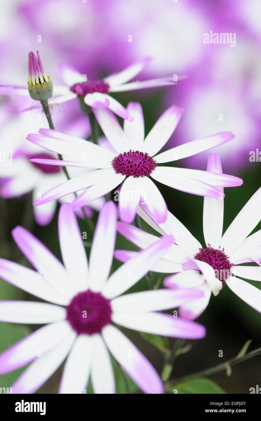 Senetti, Pericallis x hybrida 'Senetti Magenta Bicolor', Close view of white flowers with pink purple tipped petals, others soft focus behind. Stock Photo
