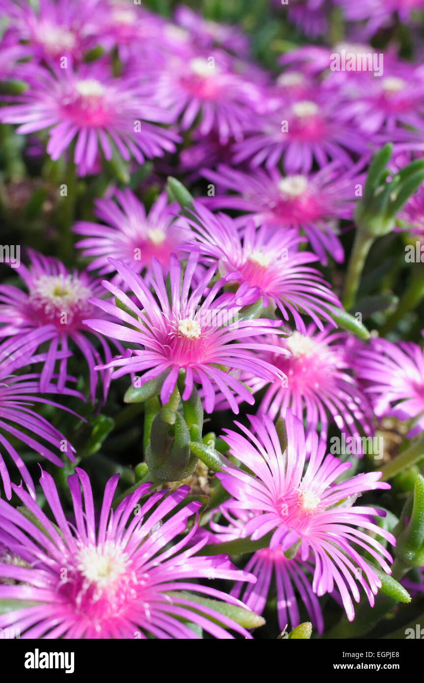 Trailing ice plant, Delosperma cooperi, Several open vivid pink flowers with unusual central stamens. Stock Photo