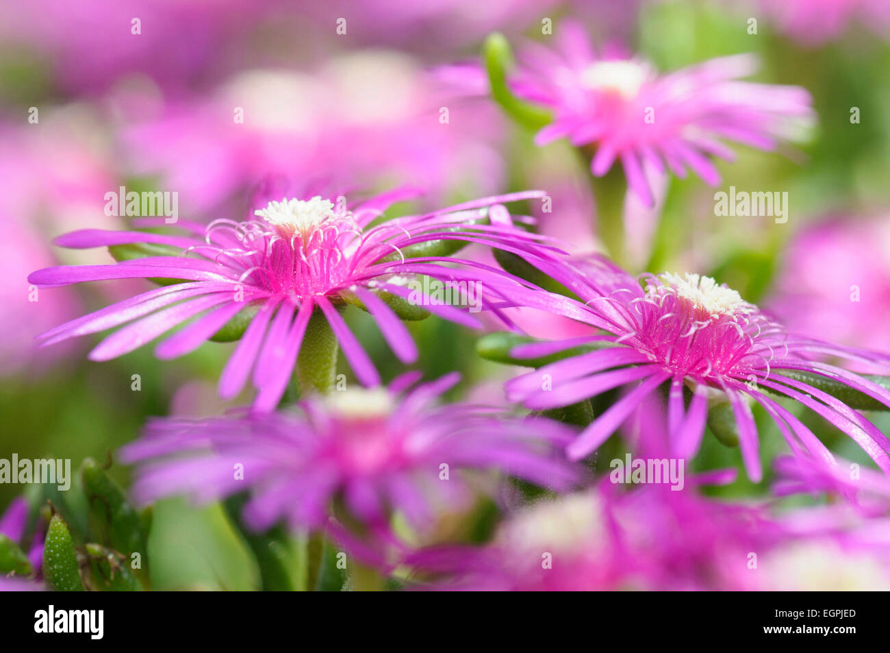 Trailing ice plant, Delosperma cooperi, Side few of a few open vivid pink flowers with unusual central stamens. Stock Photo