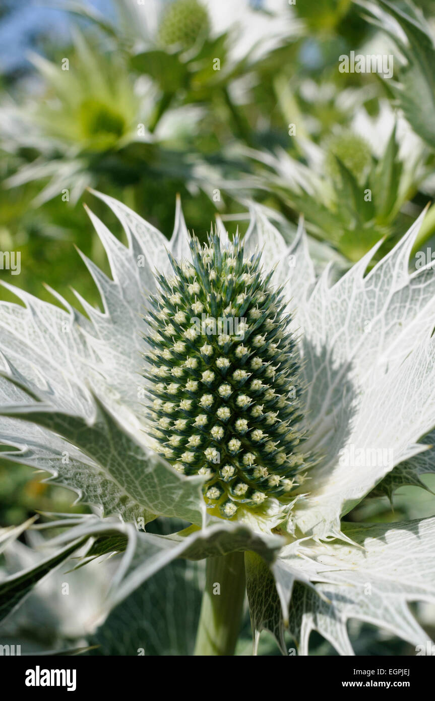Elfenbeindistel 'Miss Wilmott' (Eryngium Giganteum) Frosthart – 20 Samen