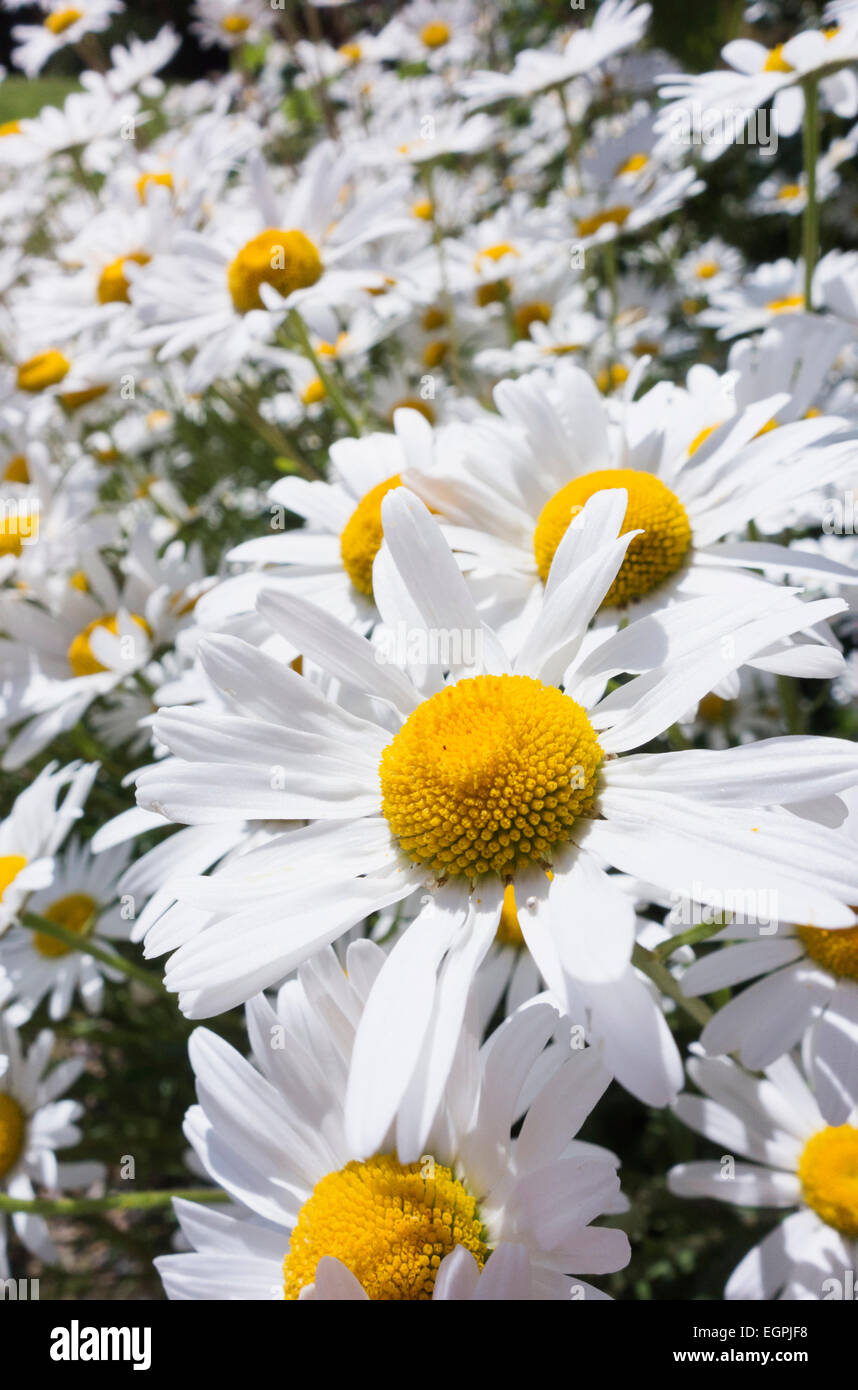 Ox-eye daisy, Leucanthemum vulgare, Wide angle close view of several white daisy flowers with yellow centres and masses of others behind. Stock Photo