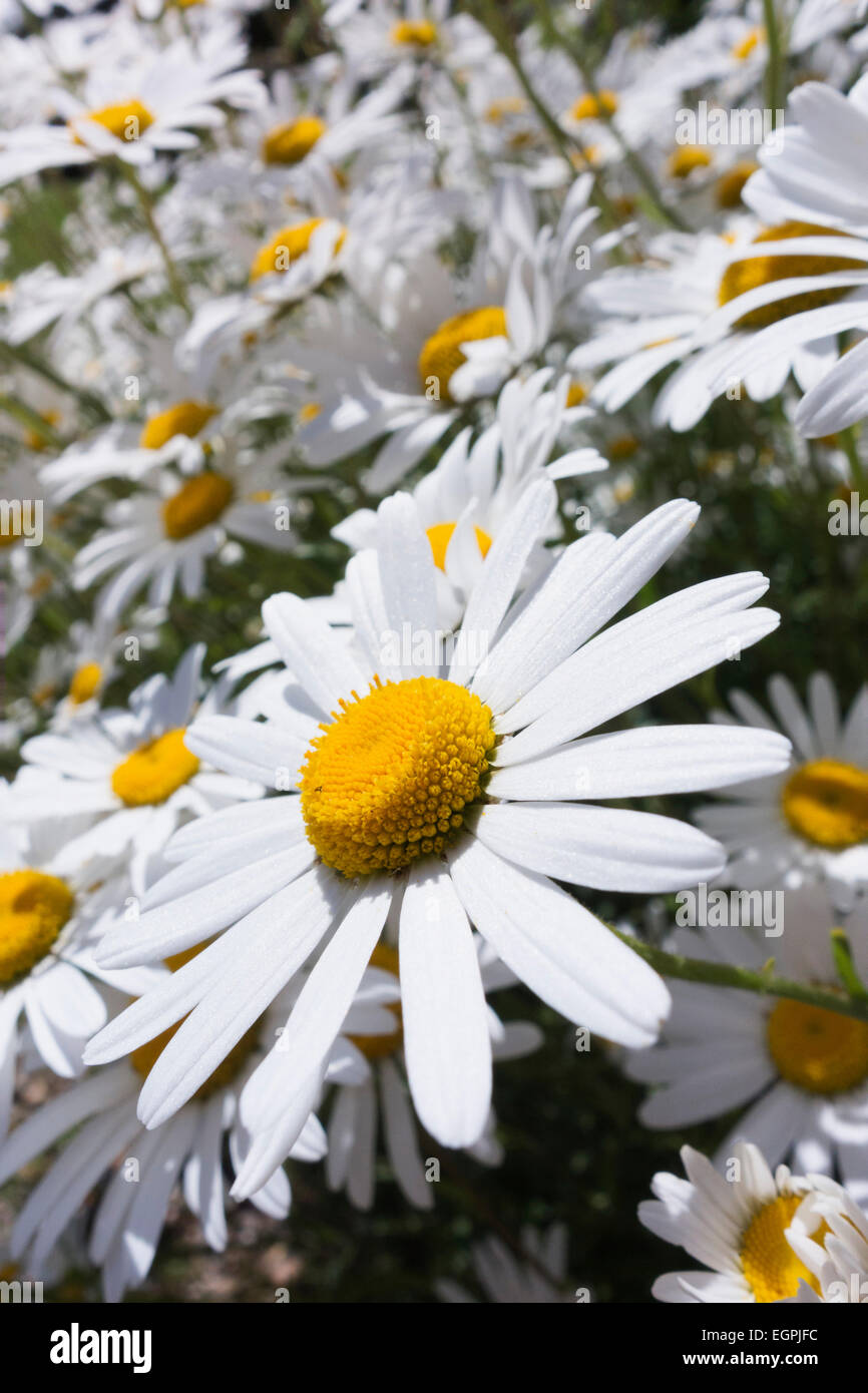 Ox-eye daisy, Leucanthemum vulgare, Wide angle close view of one white daisy flower with yellow centre and masses of others behind. Stock Photo
