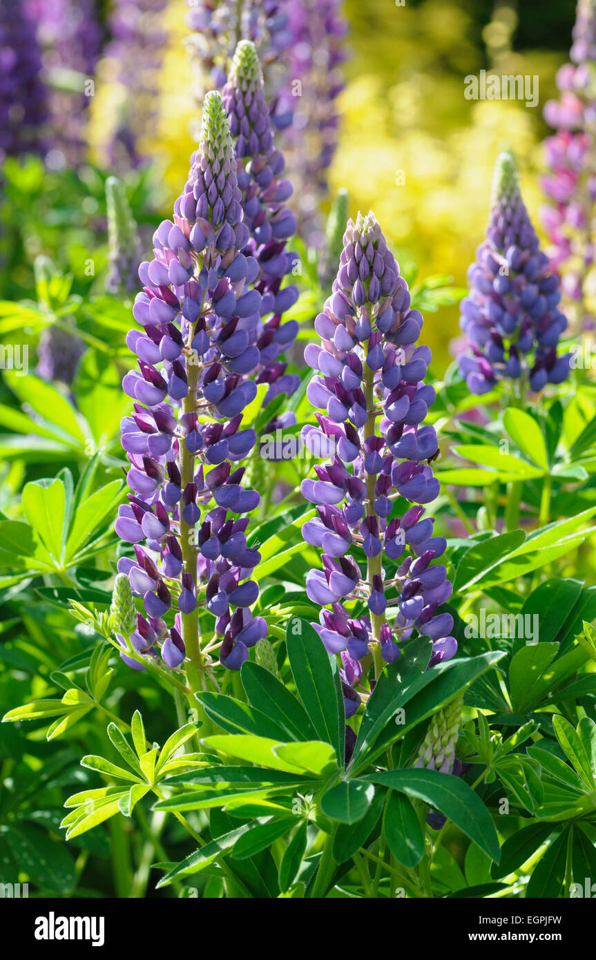 Lupin, Lupinus 'Purple Emperor', Side view of several spires with bicolour flowers of mauve and magenta, among bright green folaige, in sunshine. Stock Photo