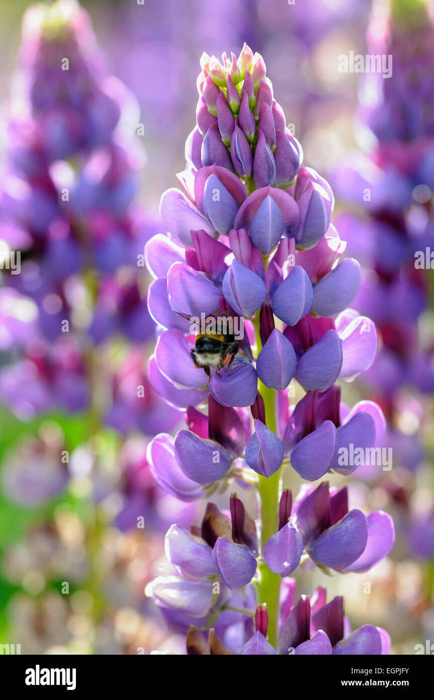 Lupin, Lupinus 'Purple Emperor', Side view of one spire with bicolour flowers of mauve and magenta, and a buff tailed bee entering one, in bright sunshine, Others soft focus behind, Stock Photo