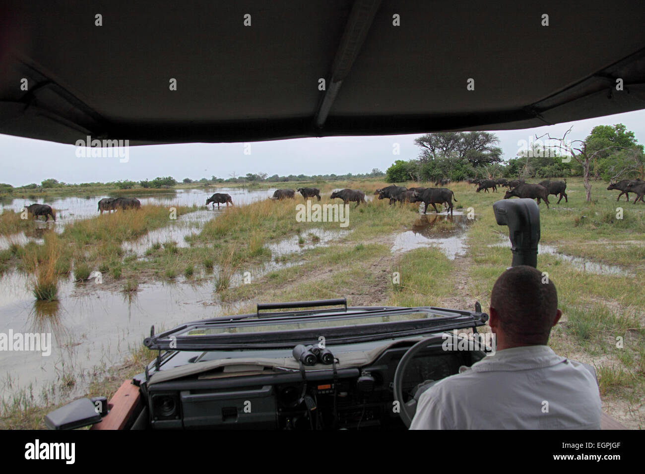 Close encounter with migrating buffalo herd from safari vehicle in Botswana Stock Photo