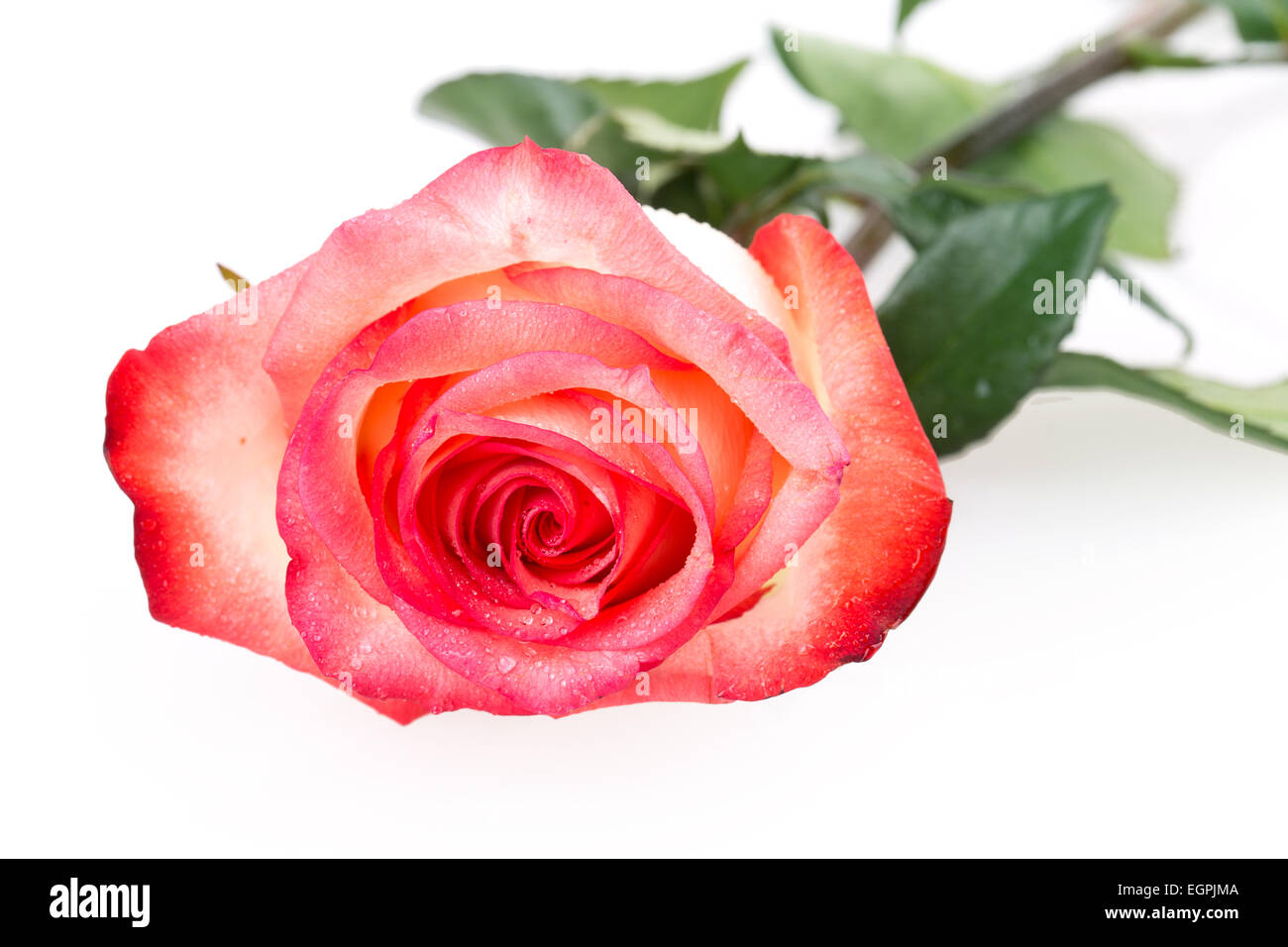 rose flower isolated on white background Stock Photo - Alamy