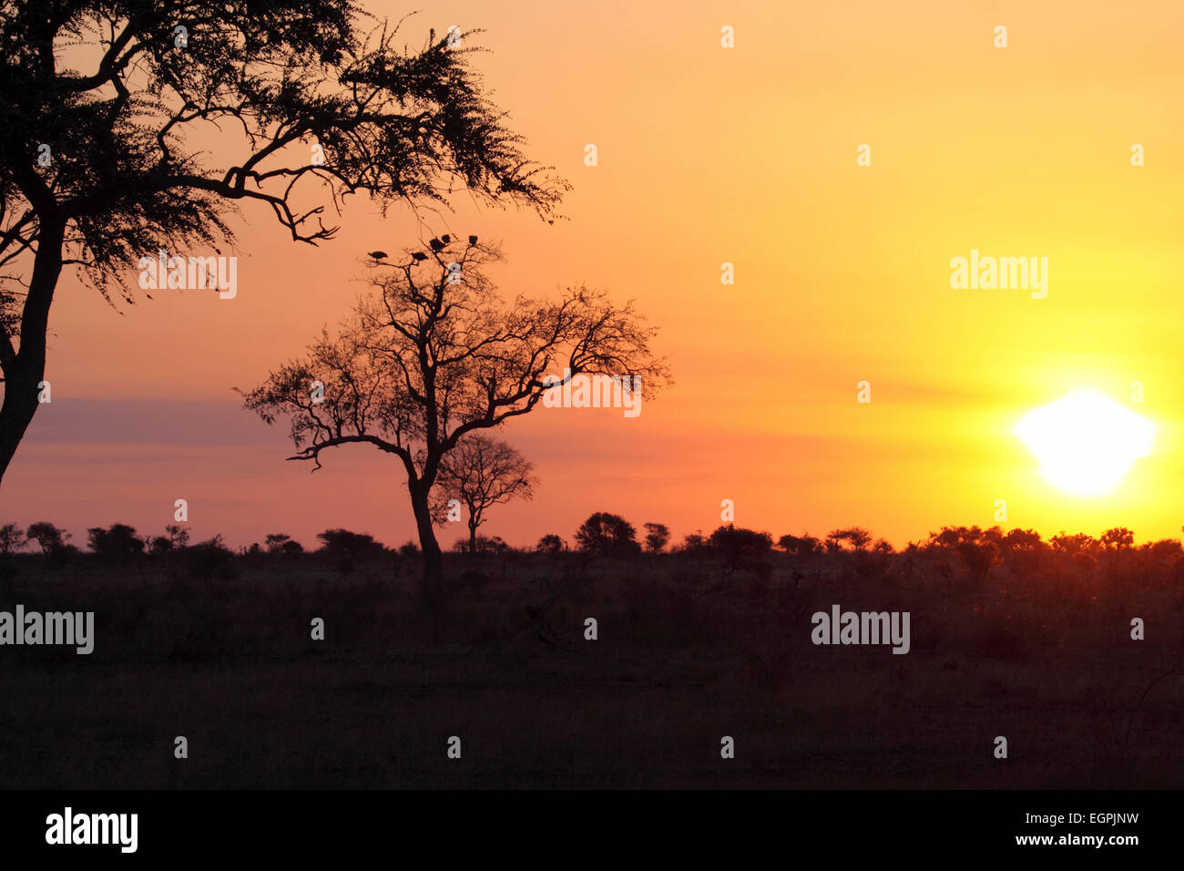 Setting sun behind tree with roosting Guineafowl Kruger National Park South Africa Stock Photo