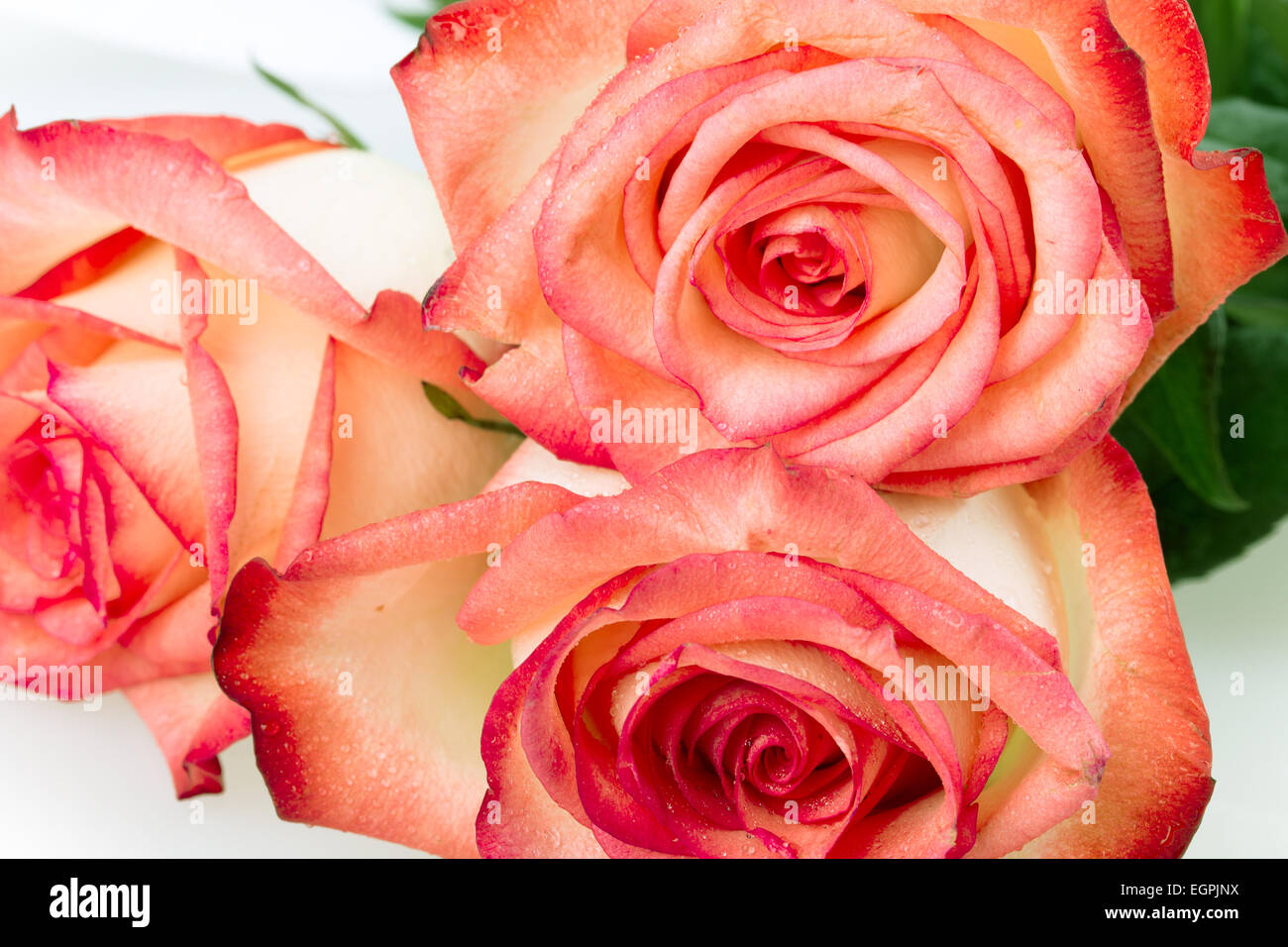 rose flower isolated on white background Stock Photo - Alamy