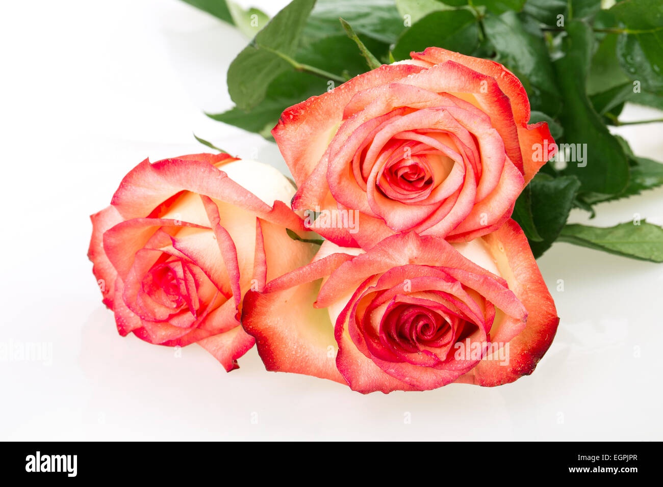 rose flower isolated on white background Stock Photo - Alamy