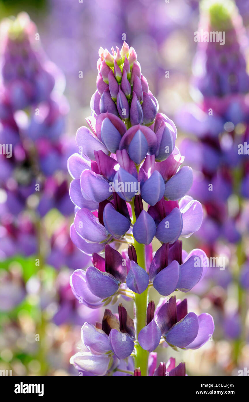 Lupin, Lupinus 'Purple Emperor', Side view of one spire with bicolour flowers of mauve and magenta, others soft focus behind, in bright sunshine. Stock Photo