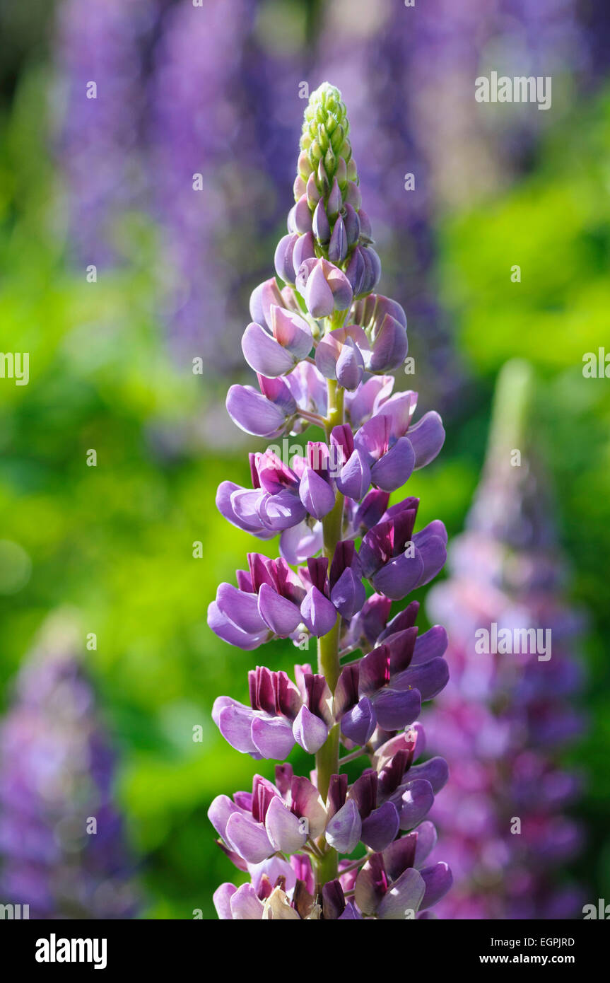 Lupin, Lupinus 'Purple Emperor', Side view of one spire with bicolour flowers of mauve and magenta, others and bright green foliage soft focus behind, in bright sunshine. Stock Photo