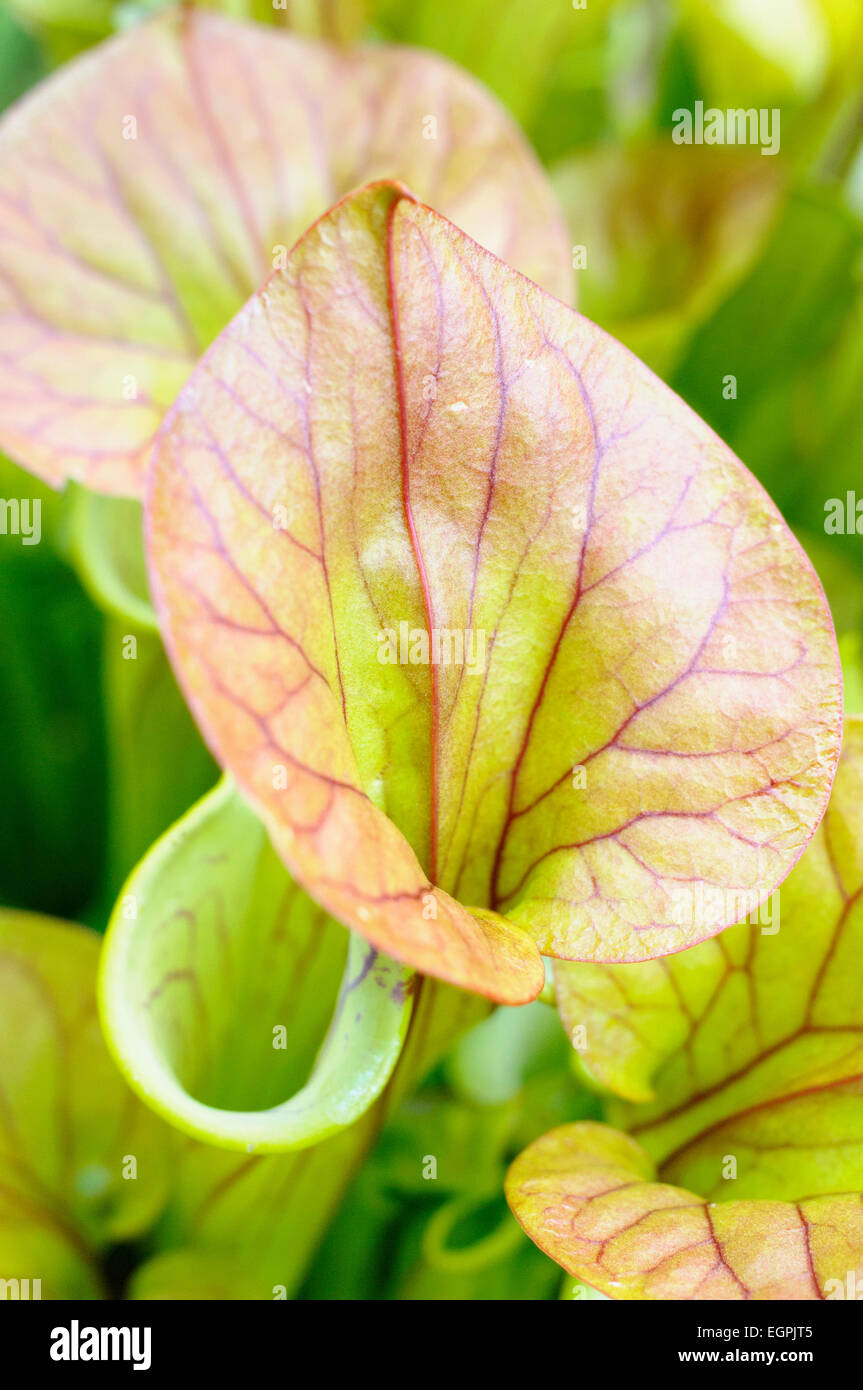Pitcher plant, Sarracenia, Close up showing open tubes. Stock Photo