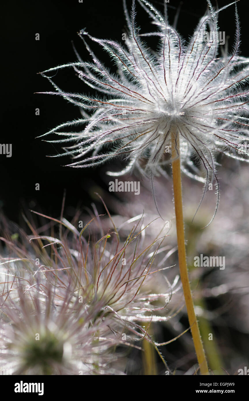 Pasque flower, Pulsatilla vulgaris rubra, Close cropped side view of several fluffy sedheads against black, one raised higher above the others. Stock Photo