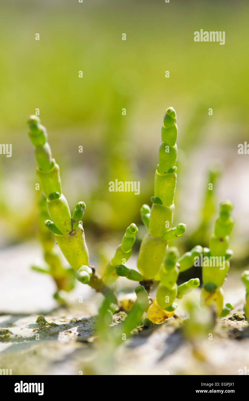 Samphire, Salicornia europaea, Close side view of several bright green succulent stems emerging from dry crusted ground. Stock Photo