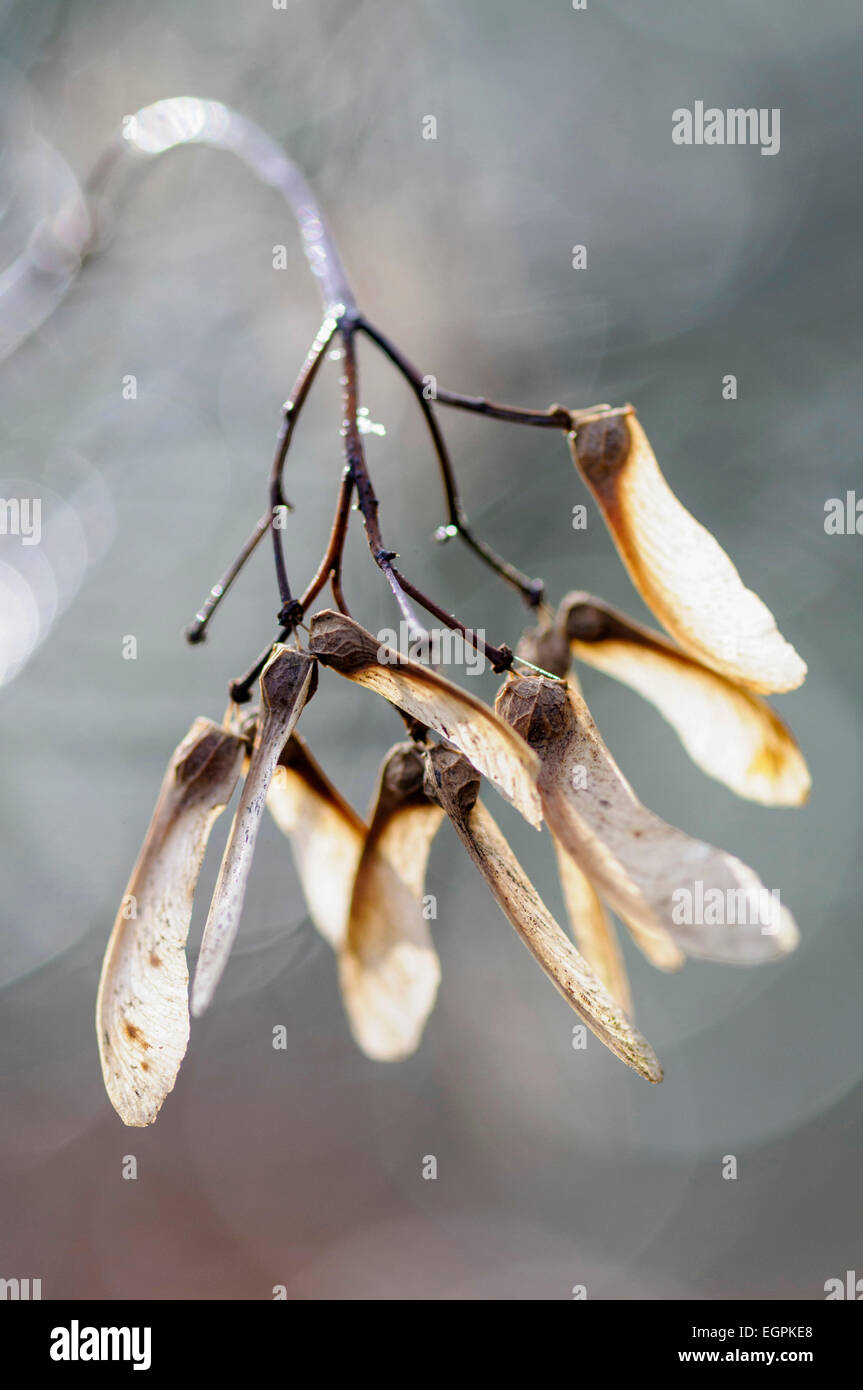 Maple, an Acer cultivar, Close view of winged seeds on twigs in winter light. Stock Photo