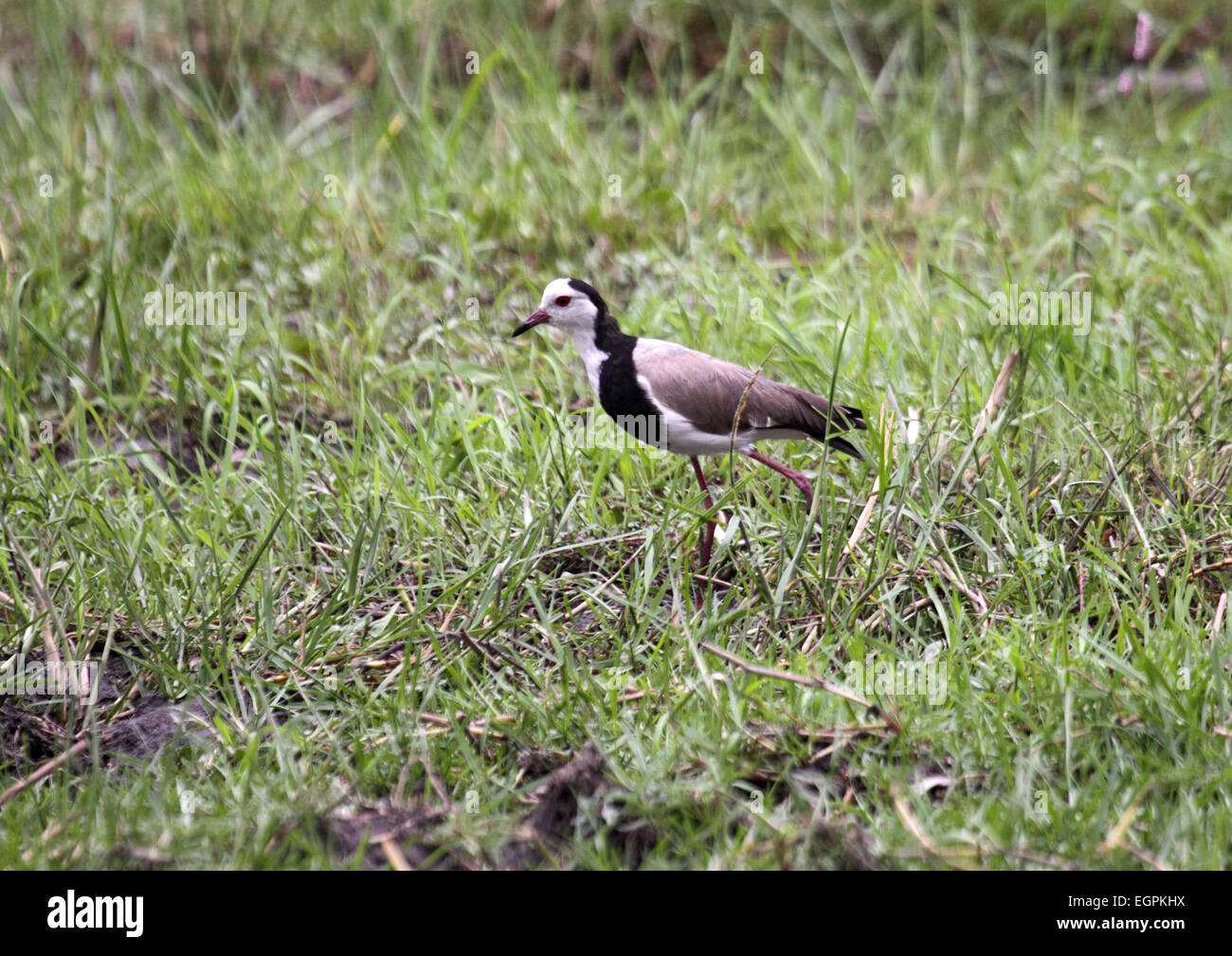 Long-toed lapwing walking through damp grassland at watersedge in Botswana Stock Photo