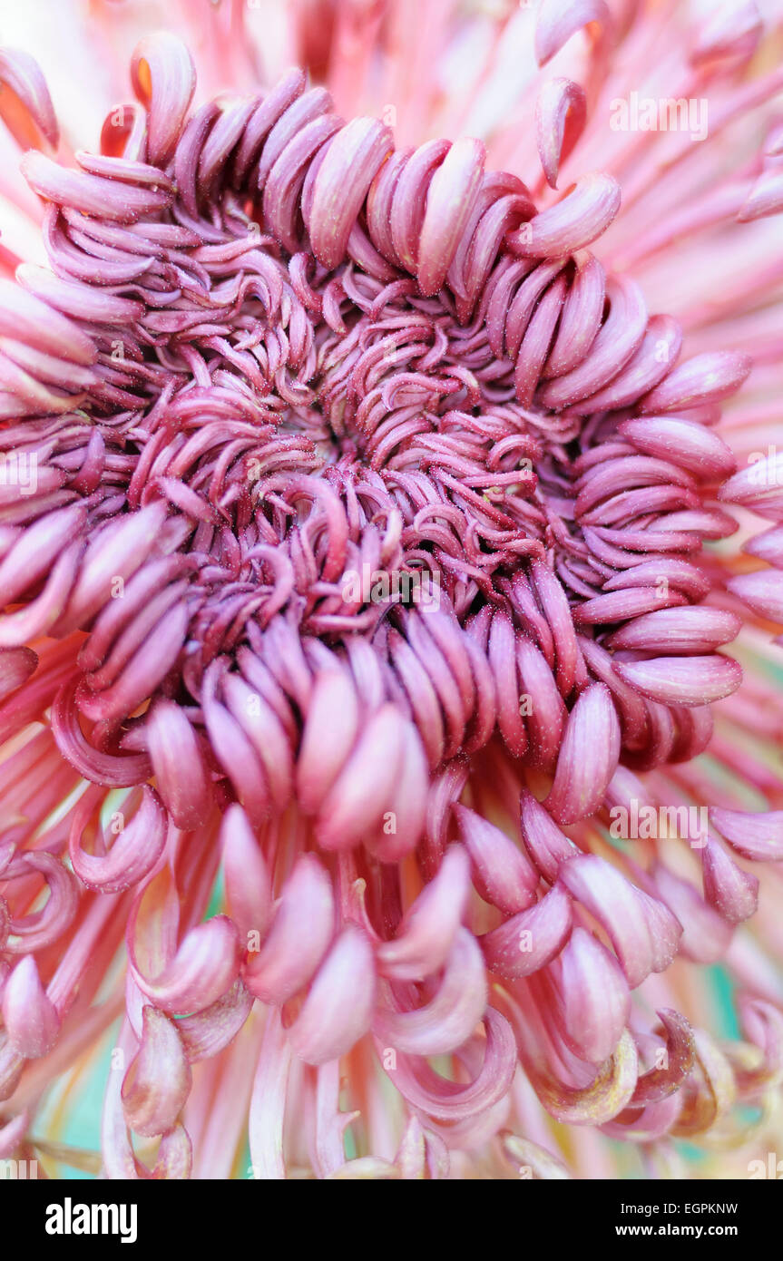 Chrysanthemum cultivar, Close cropped view of one shaggy pink flower with masses of inward curled petals, with turquiose behind. Stock Photo