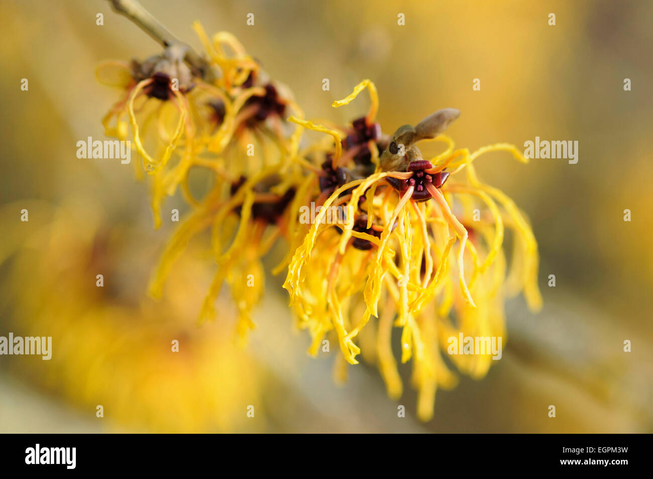 Witch hazel, Hamamelis x intermedia 'Vesna', Close view of a cluster of yellow flowers with their long thin shaggy petals. Stock Photo