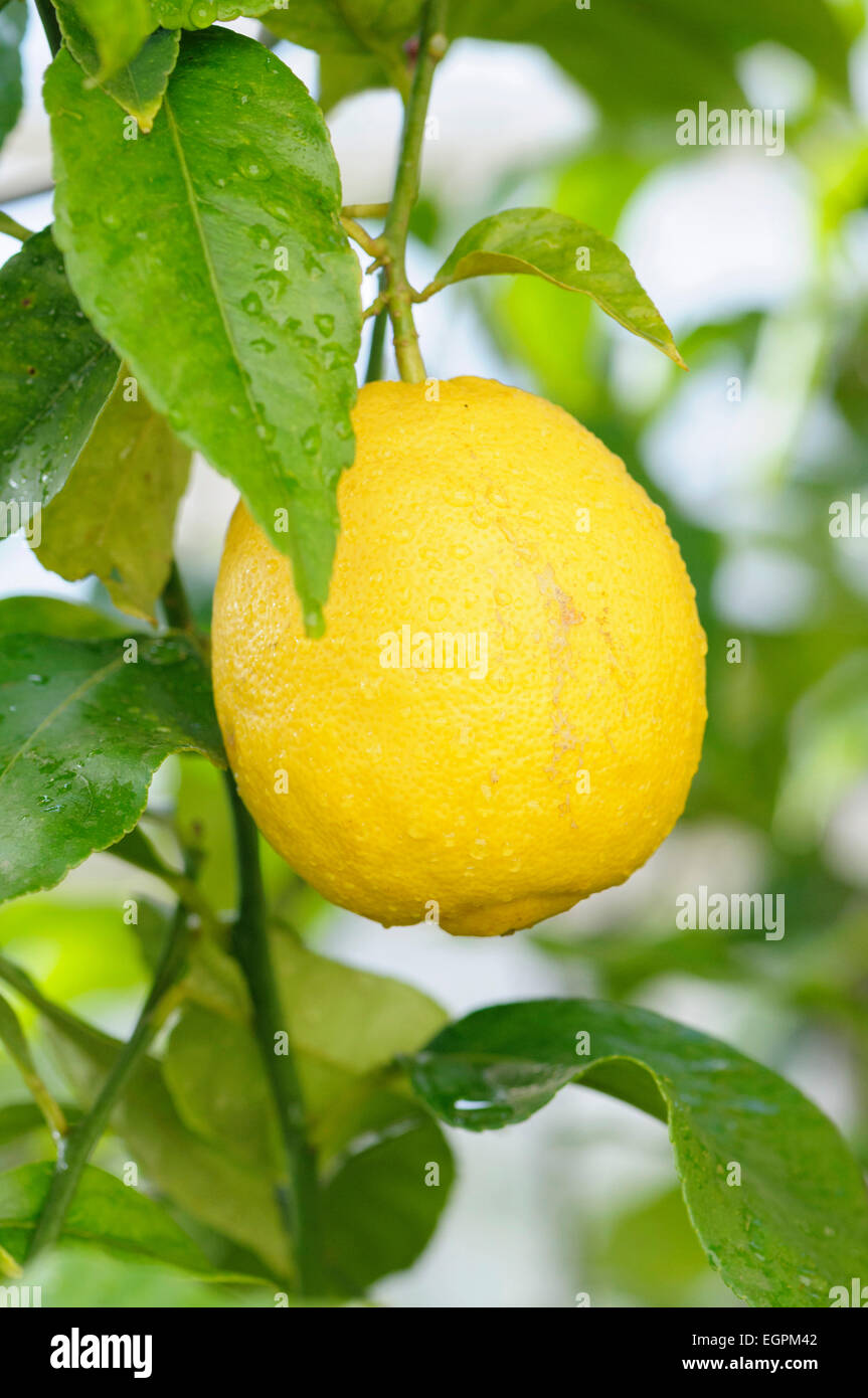 Lemon, Citrus limon, Lemon growing on a branch with leaves covered with raindrops. Stock Photo
