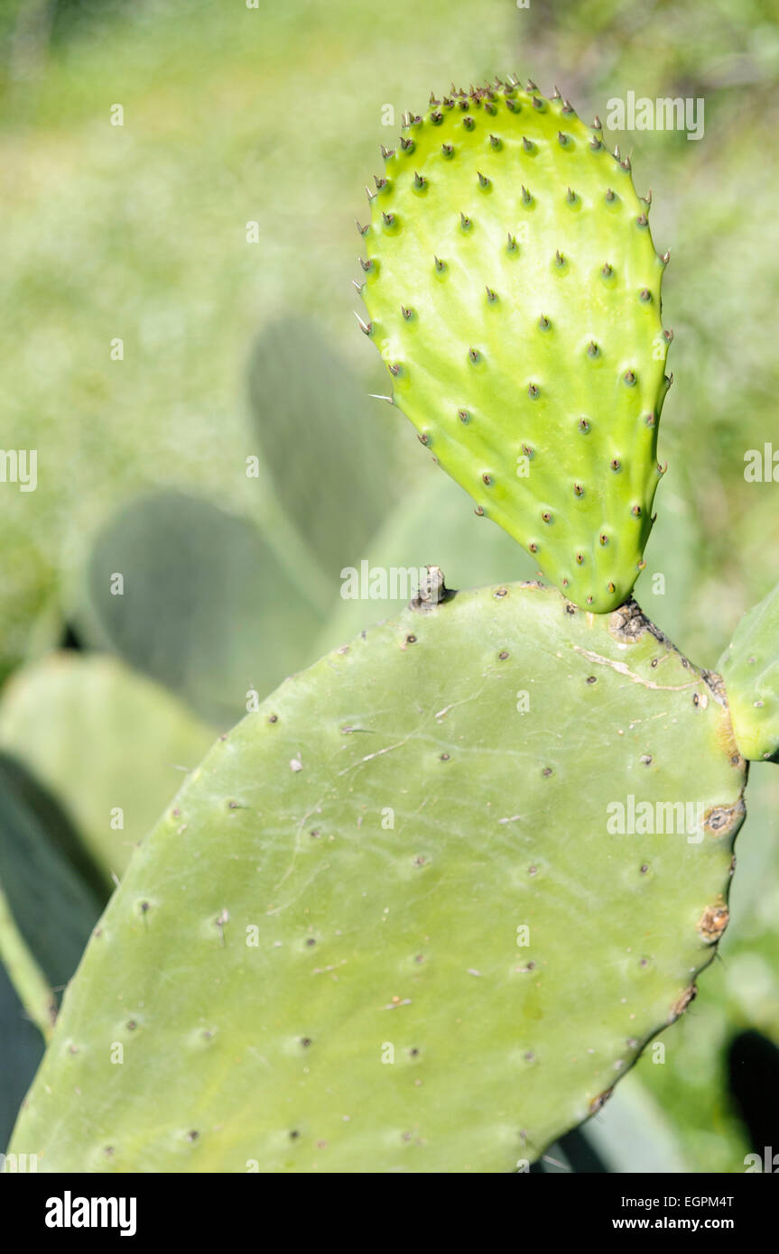 Prickly pear cactus, Opuntia cochenillifera, Side view of older leaf with newer fresh leaf growing from it. Stock Photo