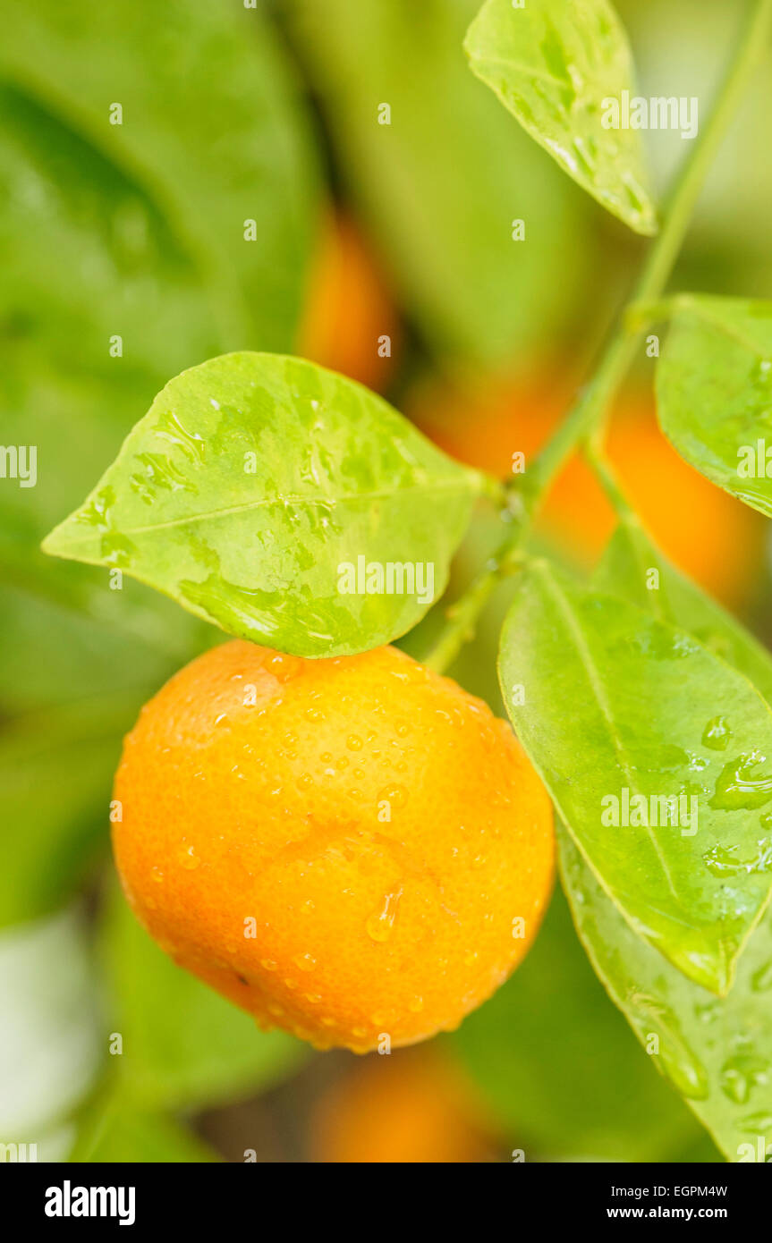 Calamondin, Citrus madurensis, Fruit growing with leaves covered in raindrops. Stock Photo