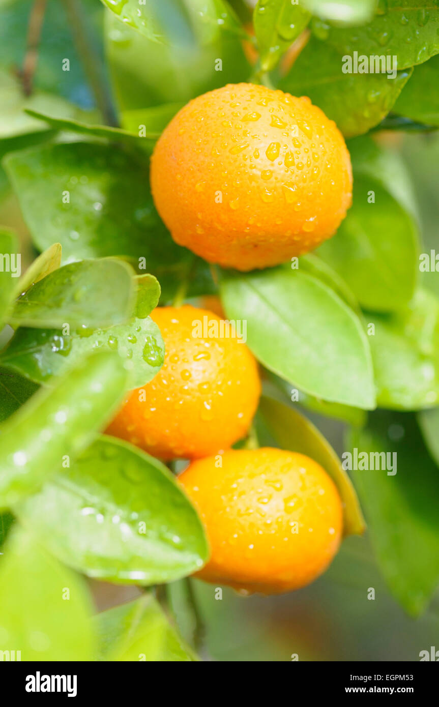 Calamondin, Citrus madurensis, Fruit growing with leaves covered in raindrops. Stock Photo