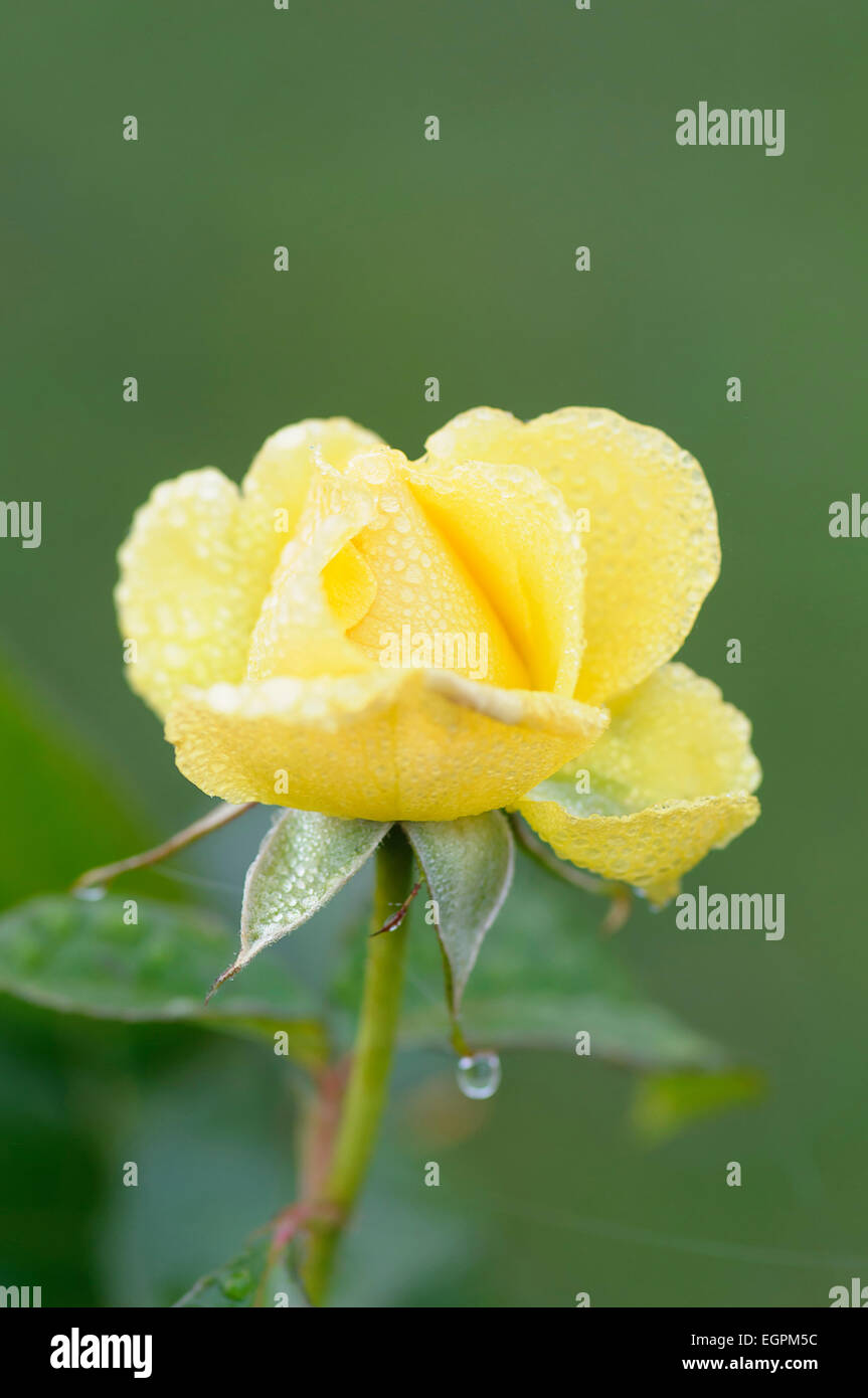 Rose, Rosa 'Golden smiles', Close view of one yellow flower opening, covered with frost. Stock Photo