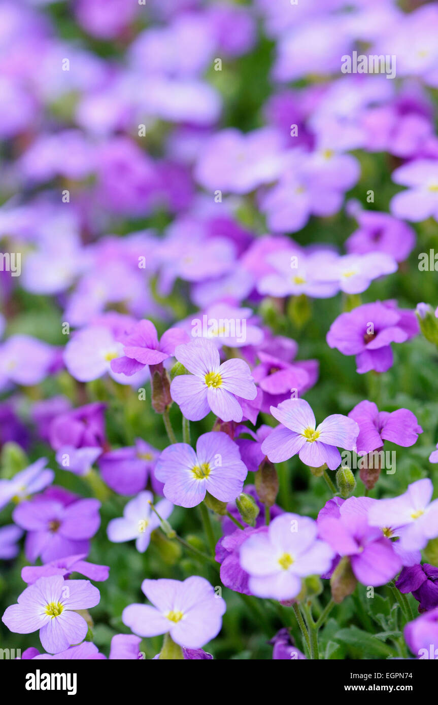 Aubrieta columnae, Close view of masses of small purple flowers. Stock Photo