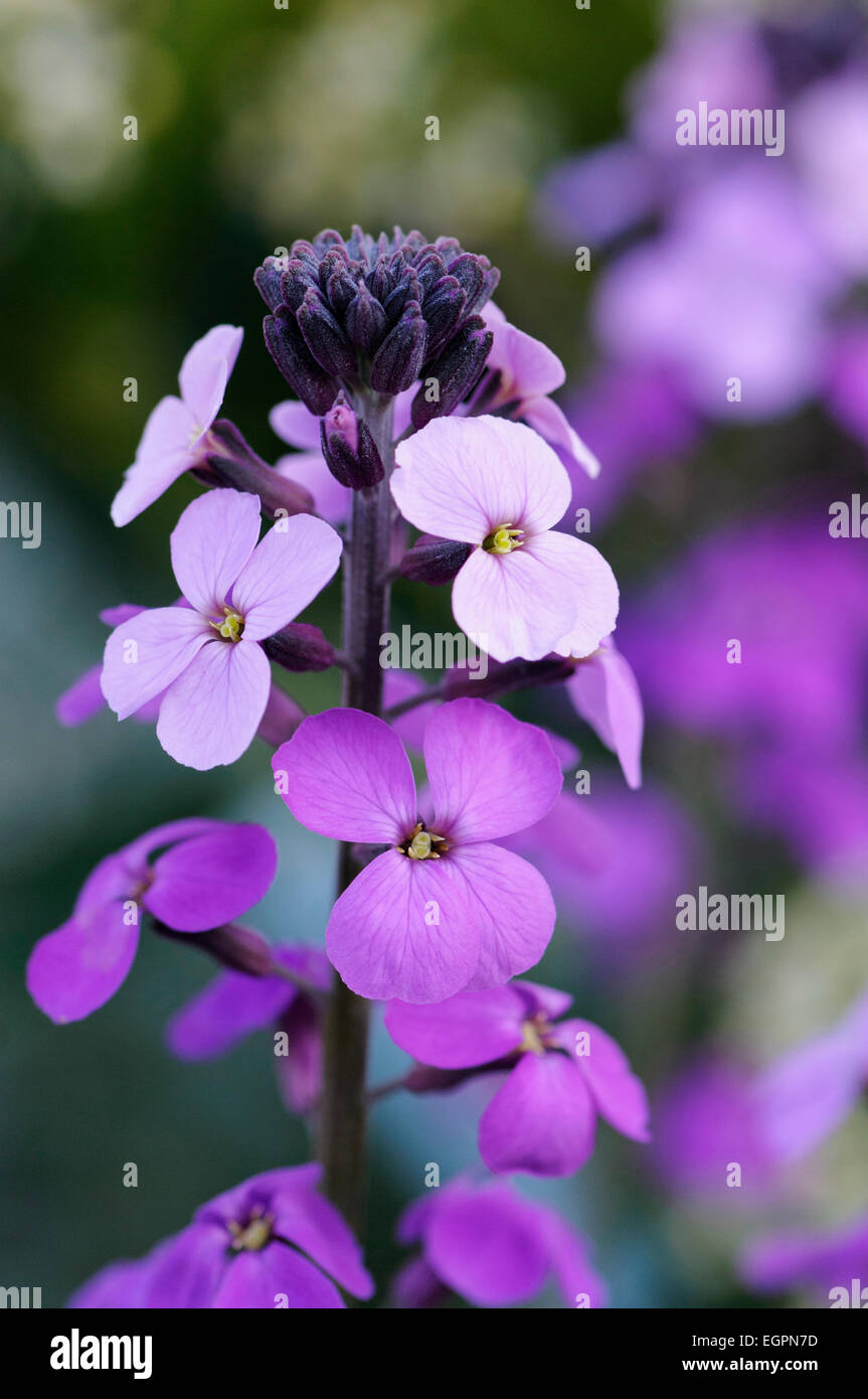 Perennial wallflower, Erysimum 'Bowles Mauve', Close view of one flowerhead of pale and darker purple flowers. Stock Photo
