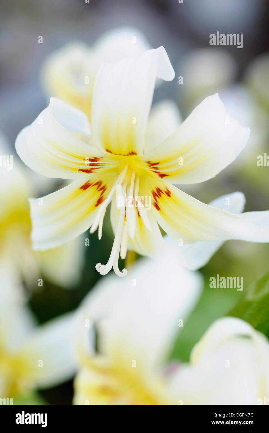 Fawn lily, Erythronium californicum 'White Beauty', Close view of one flower with white reflex petals tinged with yellow towards the centre and a splash of red. Stock Photo