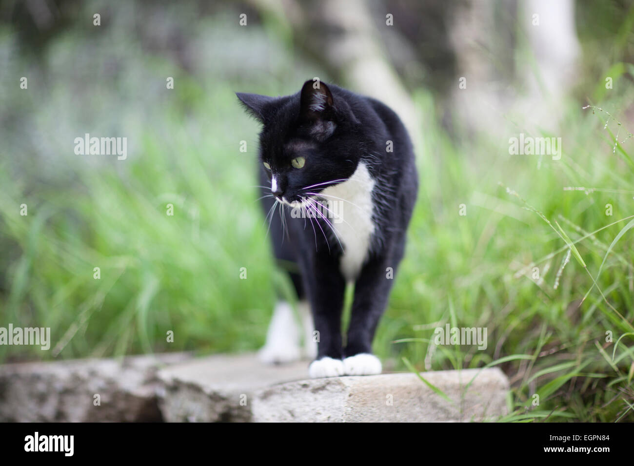 tuxedo pet cat explores yard Stock Photo