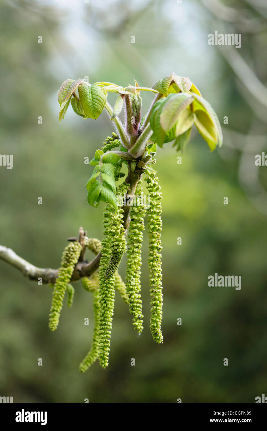Heartnut, Juglans ailantifolia, Side view of long green catkins and new leaves emerging on the end of a twig. Stock Photo