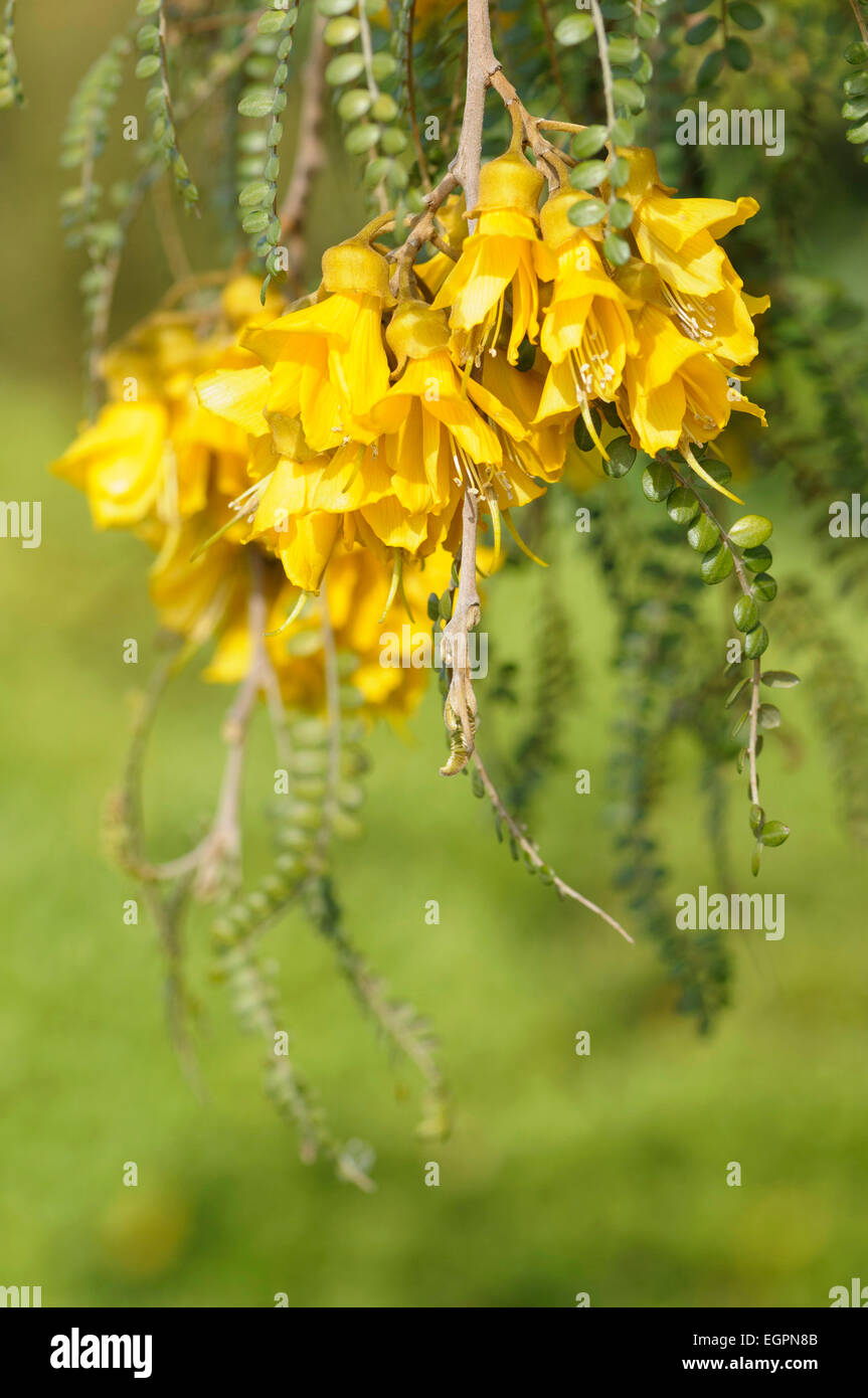 Cook Strait Kowhai, Sophora molloyi, Panicles of dense yellow flowers dangling among tiny green leaves. Stock Photo