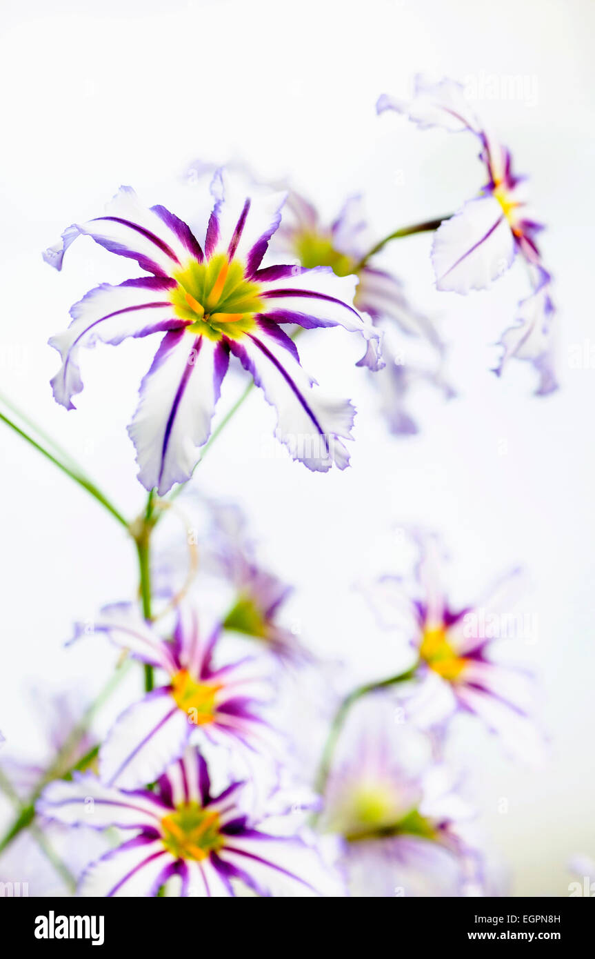 Andean glory of the sun lily, Leucocoryne vittata, Close top view of several white flowers with purple stripes and yellow centres creating a pattern. Stock Photo