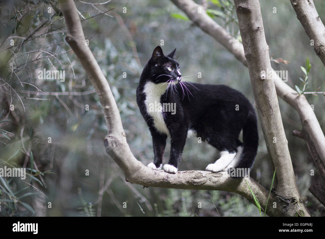 tuxedo pet cat explores yard Stock Photo