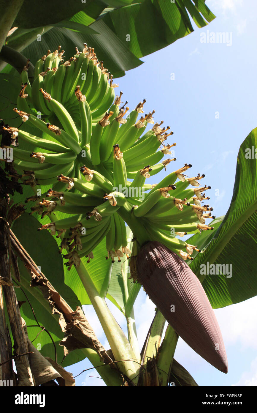Fig Bananas High Resolution Stock Photography and Images Alamy