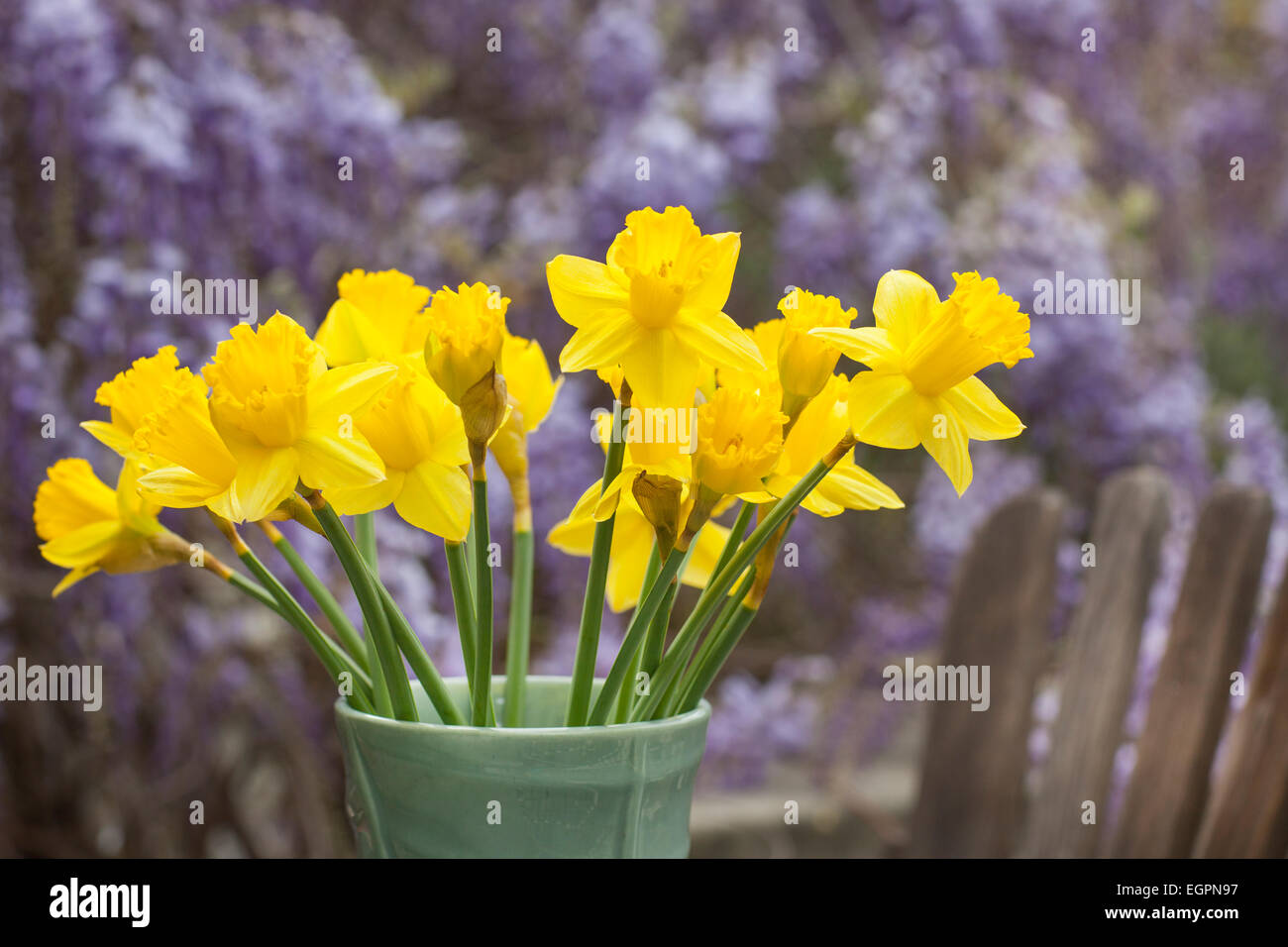 Daffodil flowers in vase outside Stock Photo