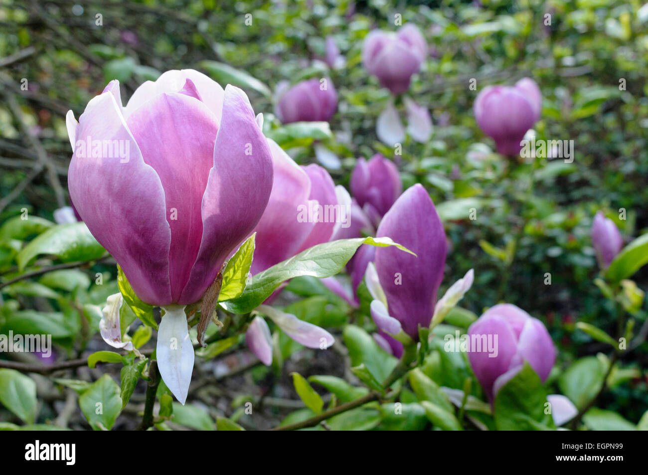 Saucer magnolia, Magnolia x soulangeana 'Lennei', Side view of several